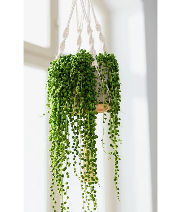 Dehner Makramee-Ampel 4 Dehner Makramee-Ampel – Bild 2