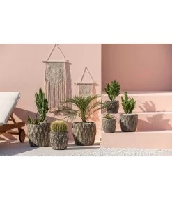 Agave 'Cuba' - Agave, Verschiedene Sorten -Pflanzenwelt Verkauf 4432415 PR MO 001 KeramikTopfNero