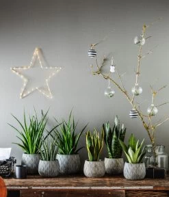 Bogenhanf - Sansevieria Zeylanica -Pflanzenwelt Verkauf 4432845 4432811 4432852 4432647 4432589 4432803 WE MO 003 TopfSannaSchwarzGold