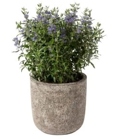 Dehner Keramik-Topf Bungxe, Meliert