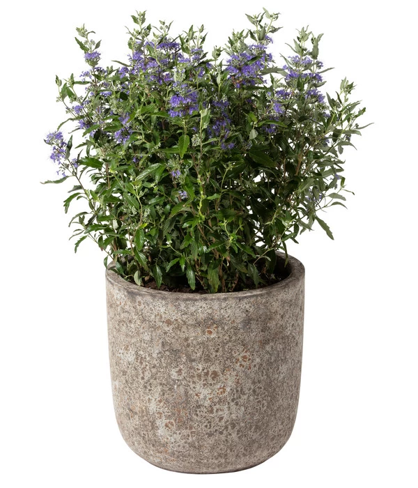 Dehner Keramik-Topf Bungxe, Meliert 3 Dehner Keramik-Topf Bungxe, Meliert