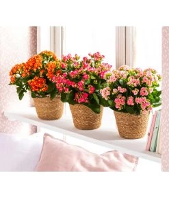 Dehner Seegras-Korb Igmar, Konisch 10 Dehner Seegras-Korb Igmar, Konisch -Pflanzenwelt Verkauf 4438917 WE MO 006 TopfIgmar