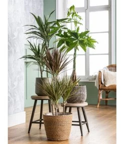 Drachenbaum - Dracaena Fragrans 'Cintho' -Pflanzenwelt Verkauf 4439014 8517559 4439022 4083325 WE MO 001 DracaenaCintho KorbIgmarTopfStef