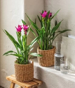 Indische Safranwurz - Curcuma Alismatifolia -Pflanzenwelt Verkauf 4440293 WE MO 001 KorbSea