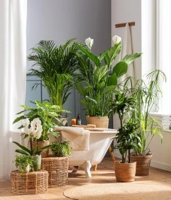 Drachenbaum - Dracaena Deremensis 'Dorado' -Pflanzenwelt Verkauf 4440343 4439022 4438990 WE MO 002 IgmarBraun