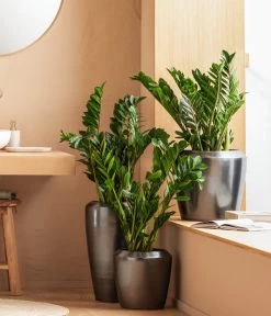 Dehner Keramik-Vase Lissabon Mit LECHUZA® Bewässerungssystem, Konisch 10 Dehner Keramik-Vase Lissabon Mit LECHUZA® Bewässerungssystem, Konisch -Pflanzenwelt Verkauf 4448833 WE MO 001 LissbonKeramik Content