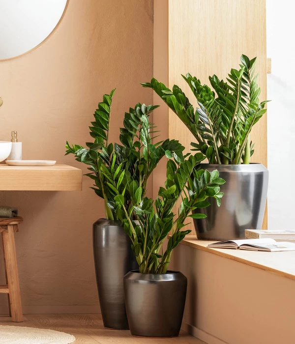 Dehner Keramik-Vase Lissabon Mit LECHUZA® Bewässerungssystem, Konisch 6 Dehner Keramik-Vase Lissabon Mit LECHUZA® Bewässerungssystem, Konisch – Bild 4