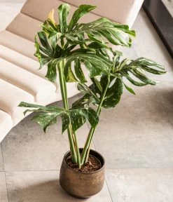 Dehner Keramik-Übertopf Mathea, Bauchig, Gold/braun 9 Dehner Keramik-Übertopf Mathea, Bauchig, Gold/braun -Pflanzenwelt Verkauf 4450722 WE MO 001 TopfMatheaGold Raritaeten 2022