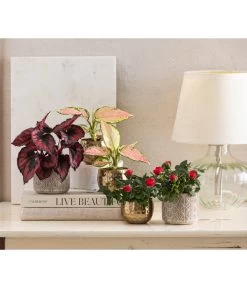 Dehner Keramik-Übertopf Elian, Rund, Ca. Ø8 Cm 7 Dehner Keramik-Übertopf Elian, Rund, Ca. Ø8 Cm -Pflanzenwelt Verkauf 4479507 WE MO 001 TopfKodyElian Valentin