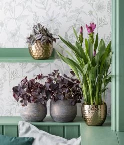 Dreieckiger Glücksklee - Oxalis Triangularis -Pflanzenwelt Verkauf 4479911 WE MO 001 TOK Purplerain