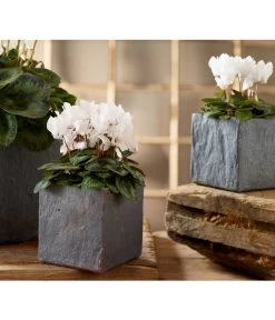 Midi Alpenveilchen, Verschiedene Sorten -Pflanzenwelt Verkauf 5056155 8217622 PR MO 001 TopfGrauSlateAlpenveilchenMidi