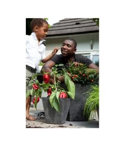 Artstone Kunststoff-Topf Ella 9 Artstone Kunststoff-Topf Ella -Pflanzenwelt Verkauf 5160429 WE MO 001 KunststoffTopfEllaschwarz