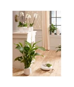 Dehner Keramik-Übertopf Lustrinado, Rund 7 Dehner Keramik-Übertopf Lustrinado, Rund -Pflanzenwelt Verkauf 5174586 PR MO 001 ExklusivSerieLustrinadoWeiss