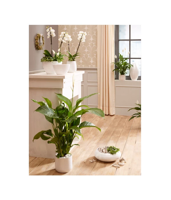 Dehner Keramik-Übertopf Lustrinado, Rund 5 Dehner Keramik-Übertopf Lustrinado, Rund – Bild 3