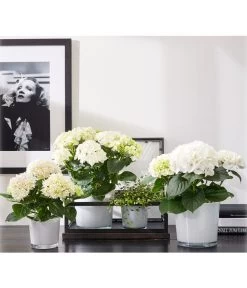 Dehner Glas-Übertopf Conner, Rund 8 Dehner Glas-Übertopf Conner, Rund -Pflanzenwelt Verkauf 5175898 PR MO 001 GlasTopfConnerweiss