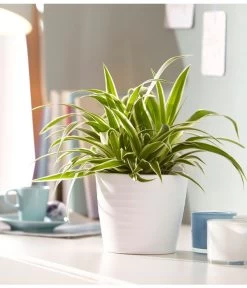 Grünlilie - Chlorophytum Comosum 'Ocean' 9 Grünlilie - Chlorophytum Comosum 'Ocean' -Pflanzenwelt Verkauf 5253323 WE MO 001 KeramikTopfWaveWeissMattDehnerUveSauerApril2016