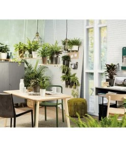 LECHUZA® CUBE Glossy, All-in-One Set -Pflanzenwelt Verkauf 5478094 3890670 5473368 4310470 4310512 WE MO 006 MiniDeltiniCubeGlossyAnthrazit