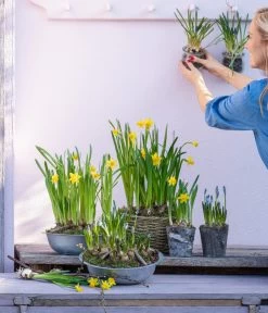 Narzissen 'Tête à Tête' In Birkentopf, Ca. Ø11 Cm 9 Narzissen 'Tête à Tête' In Birkentopf, Ca. Ø11 Cm -Pflanzenwelt Verkauf 6019111 WE MO 001 ZinkschaleNarzissen