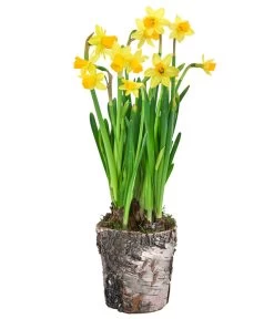 Narzissen 'Tête à Tête' In Birkentopf, Ca. Ø11 Cm 8 Narzissen 'Tête à Tête' In Birkentopf, Ca. Ø11 Cm -Pflanzenwelt Verkauf 6019129 WE FS 001 BirkentopfNarzisseTeteaTete11cm