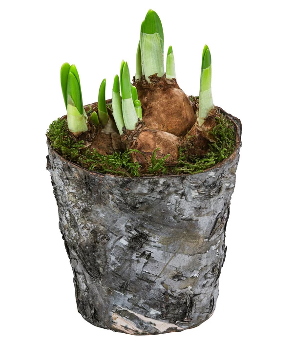 Narzissen 'Tête à Tête' In Birkentopf, Ca. Ø11 Cm 3 Narzissen 'Tête à Tête' In Birkentopf, Ca. Ø11 Cm