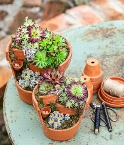 Hauswurz-Arrangement Terra Garten, In Terrakotta-Topf 7 Hauswurz-Arrangement Terra Garten, In Terrakotta-Topf -Pflanzenwelt Verkauf 6023345 6441240 WE MO 001 HauswurzTerraGarten