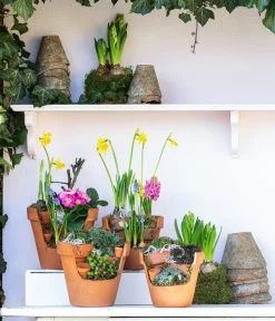 Hauswurz-Arrangement Terra Garten, In Terrakotta-Topf 8 Hauswurz-Arrangement Terra Garten, In Terrakotta-Topf -Pflanzenwelt Verkauf 6023345 WE MO 001 TerraGartenSempervivum