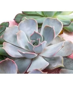 Echeverien-Set - Echeveria, 5-teilig, Verschiedene Sorten -Pflanzenwelt Verkauf 6115653 WE DE 001 EcheveriaO Wurz 5erSet