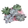 Echeverien-Set - Echeveria, 5-teilig, Verschiedene Sorten -Pflanzenwelt Verkauf 6115653 WE FS 001 EcheveriaO Wurz 5erSet
