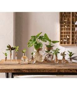 Waterplant Balsamapfel Im Kugelglas - Clusia Rosea 'Princess', Mit LED -Pflanzenwelt Verkauf 6125066 WE MO 001 WaterPlants 1