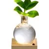 Waterplant Balsamapfel Im Kugelglas - Clusia Rosea 'Princess', Mit LED 2 Waterplant Balsamapfel Im Kugelglas - Clusia Rosea 'Princess', Mit LED -Pflanzenwelt Verkauf 6125074 WE FS 001 WaterPlantlusia7cmmitLicht