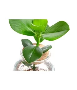 Waterplant Balsamapfel Im Kugelglas - Clusia Rosea 'Princess', Ca. 30 Cm 8 Waterplant Balsamapfel Im Kugelglas - Clusia Rosea 'Princess', Ca. 30 Cm -Pflanzenwelt Verkauf 6125082 WE DE 001 WaterPlantsClusia12cm