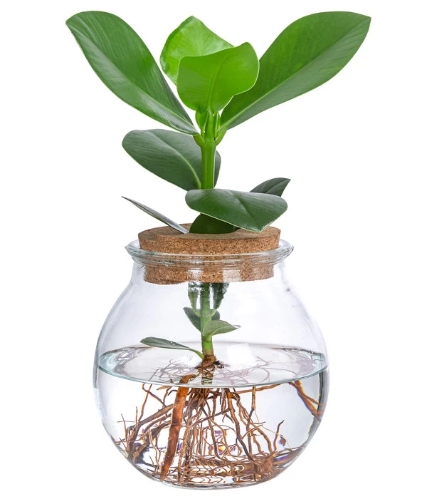 Waterplant Balsamapfel Im Kugelglas - Clusia Rosea 'Princess', Ca. 30 Cm 2 Waterplant Balsamapfel Im Kugelglas - Clusia Rosea 'Princess', Ca. 30 Cm