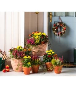 Vasar Kunststoff-Topf Murano 7 Vasar Kunststoff-Topf Murano -Pflanzenwelt Verkauf 6138028 WE MO 001 KranzApfel Herbst