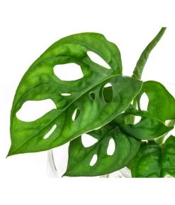 Waterplant Fensterblatt Im Glas - Monstera Adansonii, Ca. 30 Cm 5 Waterplant Fensterblatt Im Glas - Monstera Adansonii, Ca. 30 Cm -Pflanzenwelt Verkauf 6188163 WE DE 001 WaterPlantGlasvaseMonstera