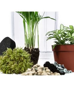 Flaschengarten DIY-Set Kleiner Regenwald, 7-teilig, Ca. Ø16/H27 Cm 8 Flaschengarten DIY-Set Kleiner Regenwald, 7-teilig, Ca. Ø16/H27 Cm -Pflanzenwelt Verkauf 6188460 WE DE 001 FlaschengartenMittel