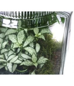 Flaschengarten DIY-Set Kleiner Regenwald, 7-teilig, Ca. Ø16/H27 Cm 9 Flaschengarten DIY-Set Kleiner Regenwald, 7-teilig, Ca. Ø16/H27 Cm -Pflanzenwelt Verkauf 6188460 WE DE 002 FlaschengartenMittel