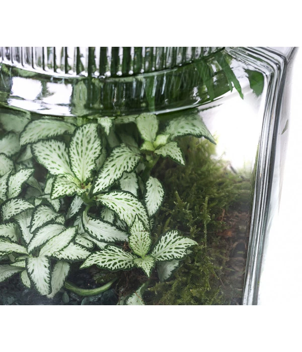 Flaschengarten DIY-Set Kleiner Regenwald, 7-teilig, Ca. Ø16/H27 Cm 6 Flaschengarten DIY-Set Kleiner Regenwald, 7-teilig, Ca. Ø16/H27 Cm – Bild 4