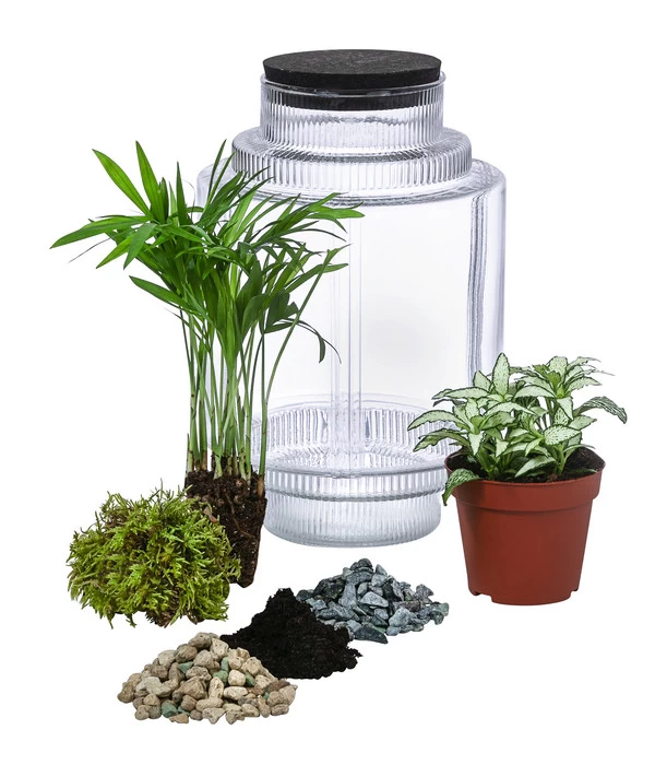 Flaschengarten DIY-Set Kleiner Regenwald, 7-teilig, Ca. Ø16/H27 Cm 4 Flaschengarten DIY-Set Kleiner Regenwald, 7-teilig, Ca. Ø16/H27 Cm – Bild 2