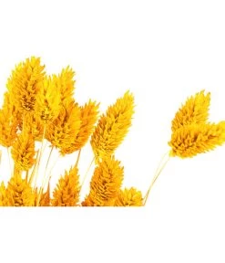 Trockenblumenbund Glanzgras, Gelb -Pflanzenwelt Verkauf 6284202 PR DE 001 GlanzgrasgelbBundDehnerExpressHerzig