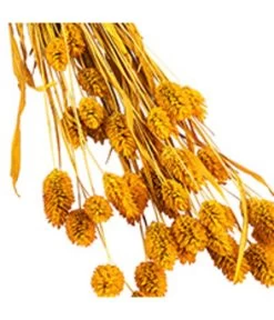 Trockenblumenbund Glanzgras, Gelb -Pflanzenwelt Verkauf 6284202 PR DE 002 GlanzgrasgelbBundDehnerExpressHerzig