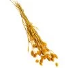 Trockenblumenbund Glanzgras, Gelb -Pflanzenwelt Verkauf 6284202 PR FS 001 GlanzgrasgelbBundDehnerExpressHerzig