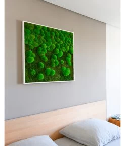 StyleGREEN Bild Aus Wald- Und Kugelmoos Im Verlauf, Ca. B80/H80/T7 Cm 9 StyleGREEN Bild Aus Wald- Und Kugelmoos Im Verlauf, Ca. B80/H80/T7 Cm -Pflanzenwelt Verkauf 6429807 WE MO 002 Wald KugelmoosbildVerlauf80x80cm