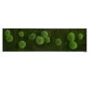 StyleGREEN Bild Aus Wald- Und Kugelmoos, Rechteckig, Ca. B140/H40/T6 Cm -Pflanzenwelt Verkauf 6429922 WE FS 001 Wald Kugelmoosbild140x40cmStylegreen
