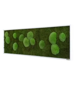 Pflanzenwelt Verkauf -Pflanzenwelt Verkauf 6429922 WE FS 002 Wald Kugelmoosbild140x40cmStylegreen