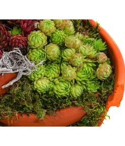 Hauswurz-Arrangement Terra Garten, In Terrakotta-Topf 9 Hauswurz-Arrangement Terra Garten, In Terrakotta-Topf -Pflanzenwelt Verkauf 6441240 WE DE 001 Terra Garten19cmSemp