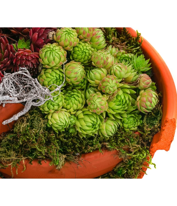 Hauswurz-Arrangement Terra Garten, In Terrakotta-Topf 6 Hauswurz-Arrangement Terra Garten, In Terrakotta-Topf – Bild 4