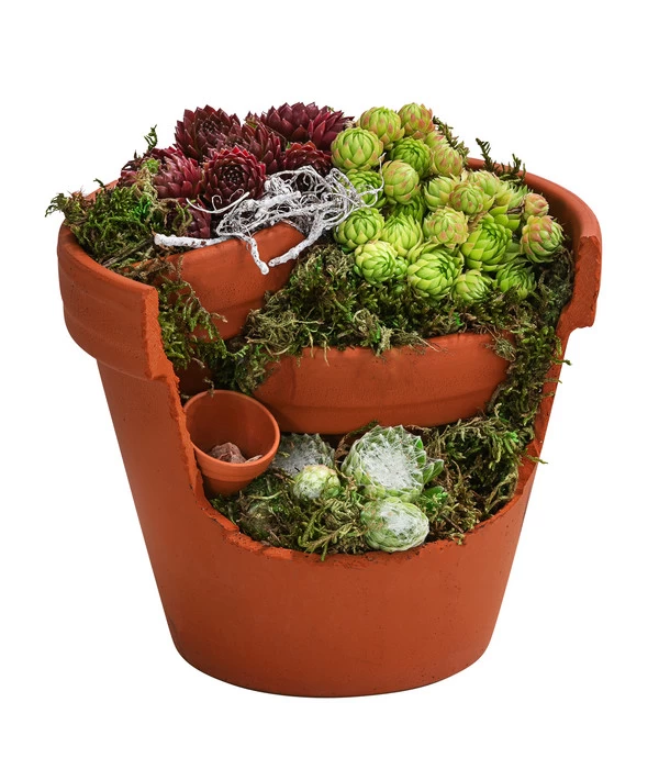 Hauswurz-Arrangement Terra Garten, In Terrakotta-Topf 3 Hauswurz-Arrangement Terra Garten, In Terrakotta-Topf