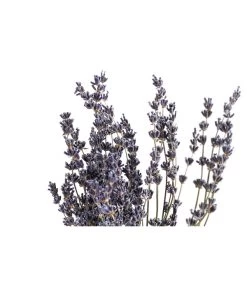 Trockenblumenbund Lavendel 7 Trockenblumenbund Lavendel -Pflanzenwelt Verkauf 6491682 PR DE 001 LavendeltiefblauBund DehnerExpressHerzig