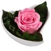 Dehner Herzschale Mit Longlife-Rose Lena, Rosa, Ca. B11/H7 Cm -Pflanzenwelt Verkauf 6537666 WE FS 002 LL HerzLenaROSA