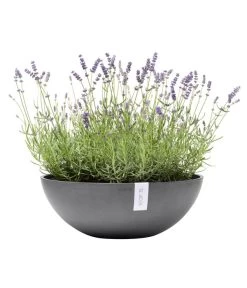 Ecopots Kunststoff-Topf Vienna, Rund, Grau, Ca. Ø50/H18 Cm 10 Ecopots Kunststoff-Topf Vienna, Rund, Grau, Ca. Ø50/H18 Cm -Pflanzenwelt Verkauf 6614457 WE FS 002 EcopotsKunststoffTopfViennarundgrau